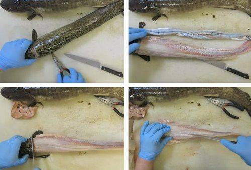 Schritte der Fischreinigung 2