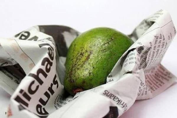 Avocado in Zeitung