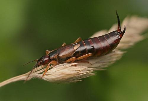 Ohrwurm