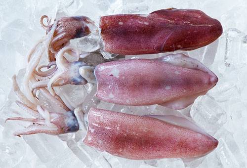 Gefrorene Tintenfische