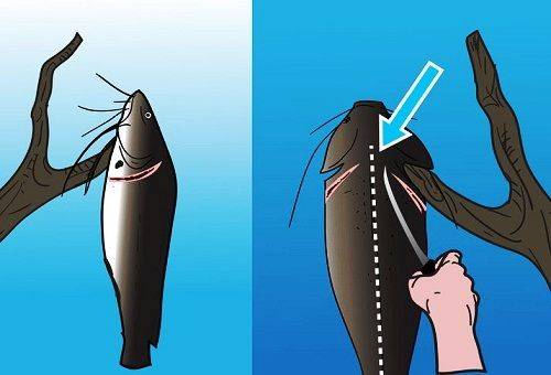 Ausnehmen des Fisches