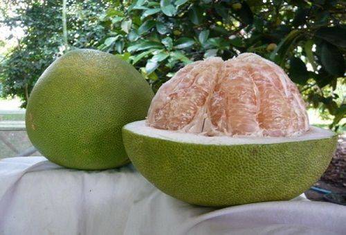 exotische Frucht Pampelmuse