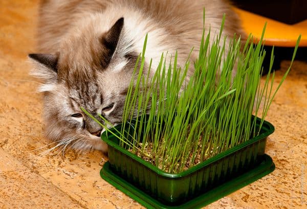 Katzengras