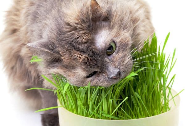Graue Katze isst Gras