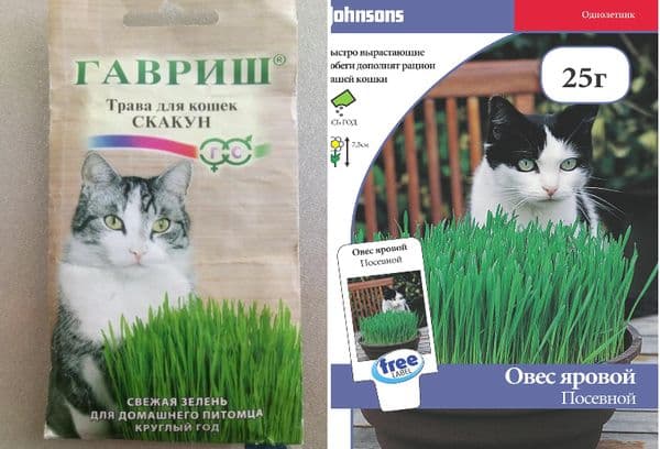 Katzengras aus dem Laden