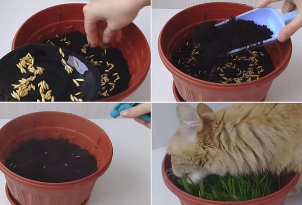 Grasanbau in Erde