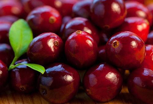 Frische Preiselbeeren