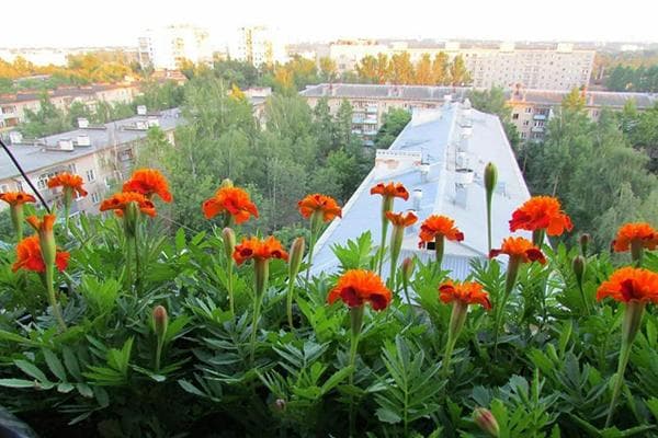 Tagetes auf dem Balkon