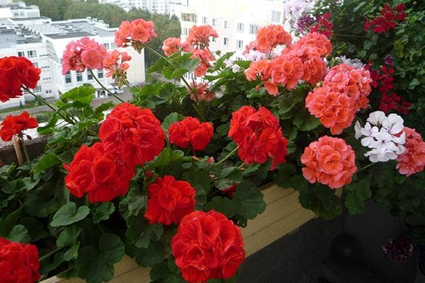 Pelargonien auf dem Balkon