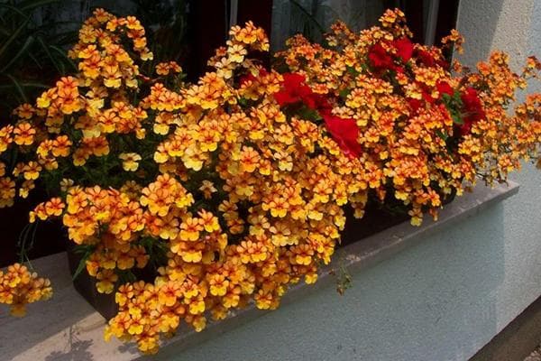 Nemesia