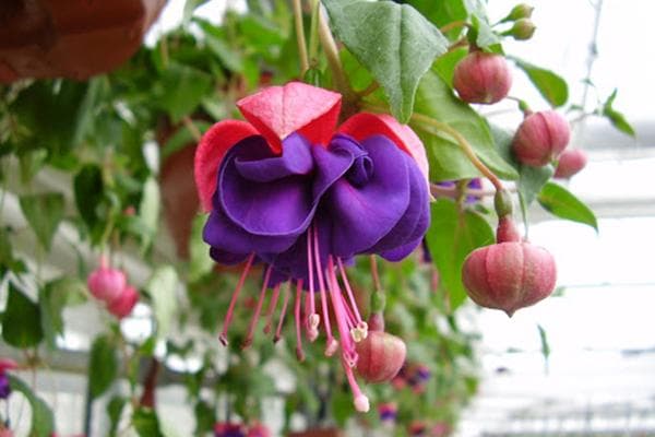 Fuchsie blüht