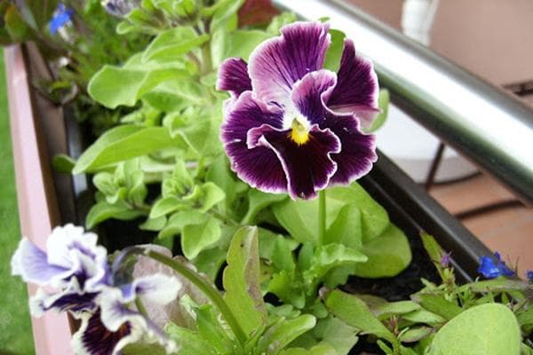 Stiefmütterchen (Viola)