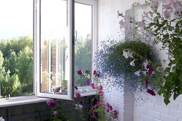 Lobelia im Hängekorb auf dem Balkon