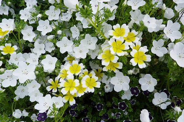 Nemophila-Blüte