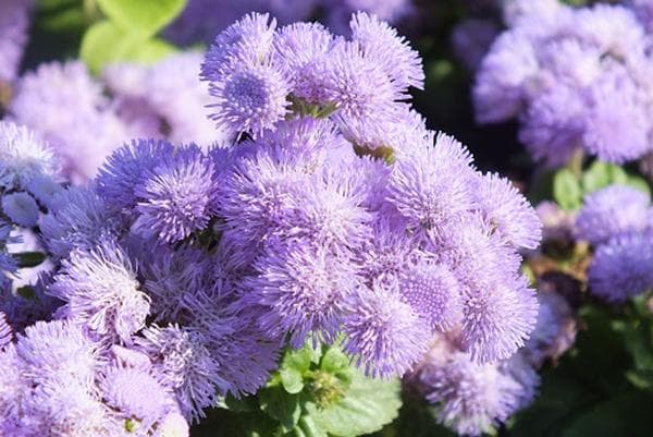 Blühendes Ageratum