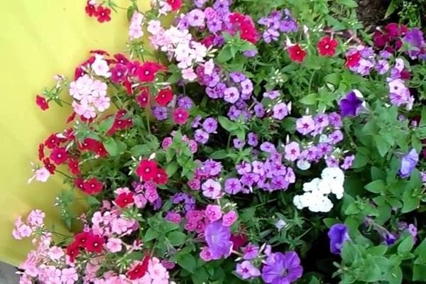 Phlox Drummondii