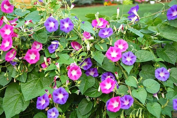 Ipomoea