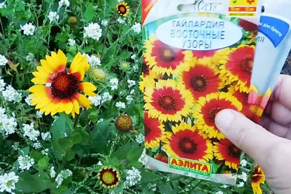 Gaillardia-Blume