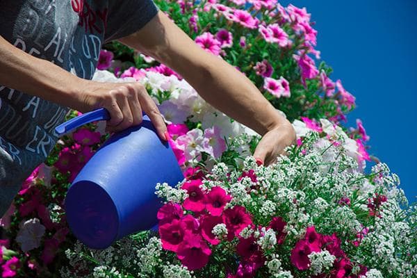 Bewässerung der Blumen auf dem Balkon