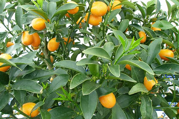 Kumquat-Früchte am Baum