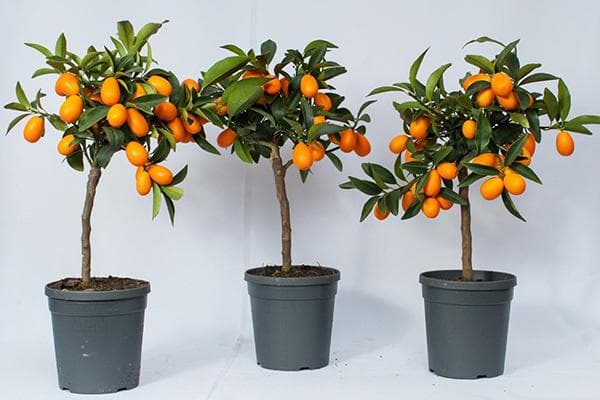 Kumquats im Topf