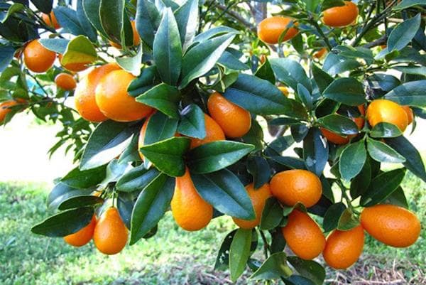 Kumquat-Früchte am Baum