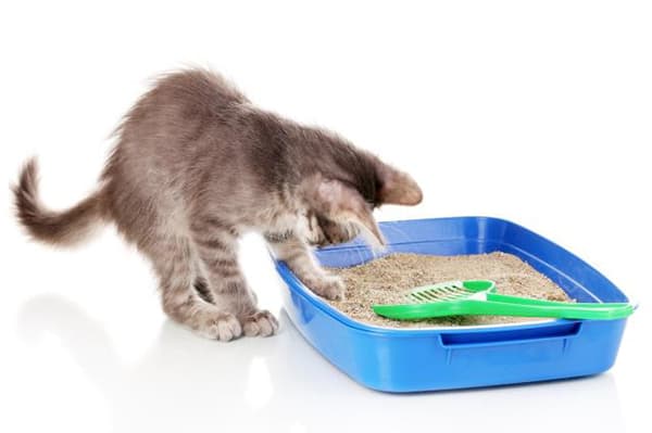 Kätzchen erkundet die Katzentoilette mit Streu
