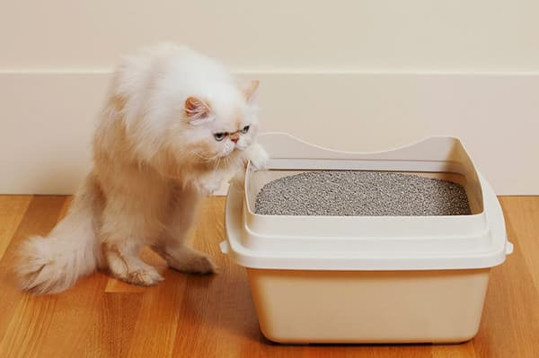 Katze am Katzenklo