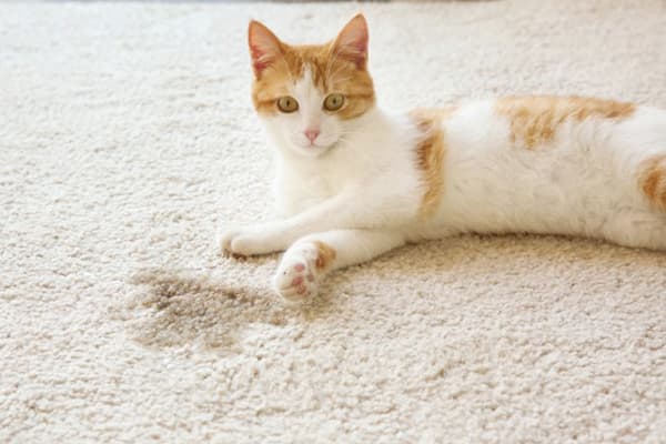Die Katze hat auf den Teppich uriniert