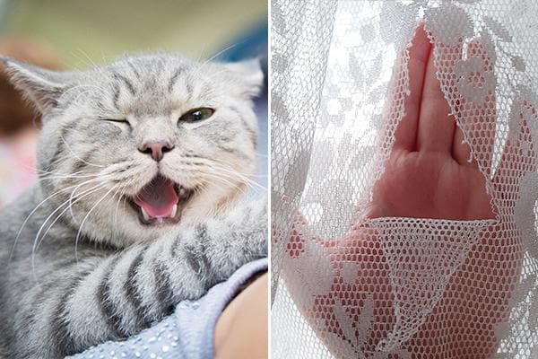 Die Katze hat den Tüll zerrissen