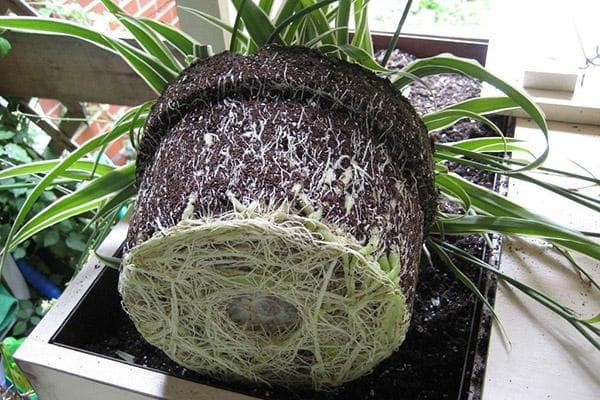 Überwachsene Wurzeln der Chlorophytum