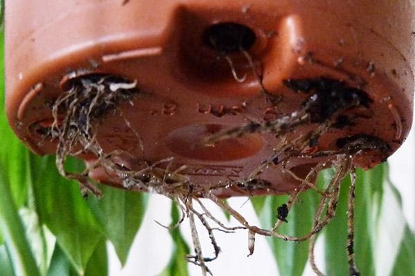 Wurzeln der Pflanze in den Drainagelöchern des Topfes
