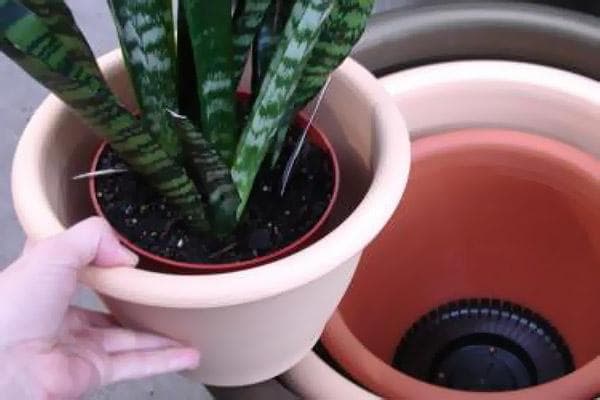 Die Wahl eines neuen Topfes für die Sansevieria