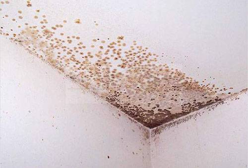 Schimmel an der Decke