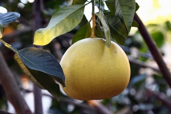 Pomelo-Frucht am Zweig