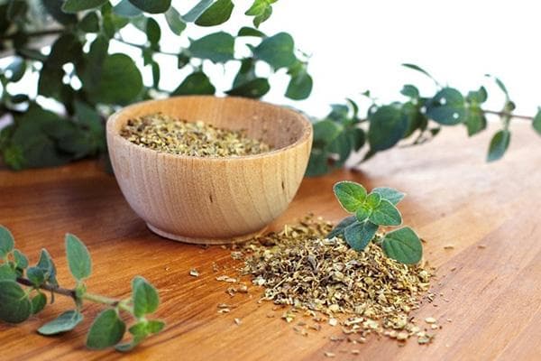 Frischer und getrockneter Oregano