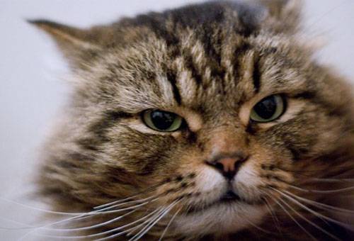 Hauskatze