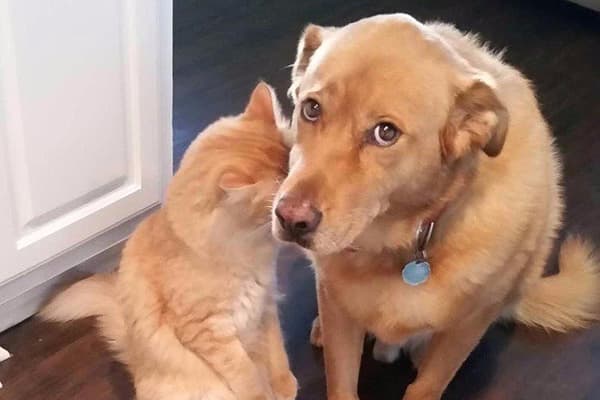 Hund und Katze haben sich etwas zuschulden kommen lassen