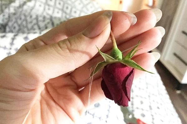 Rosenknospe zum Trocknen