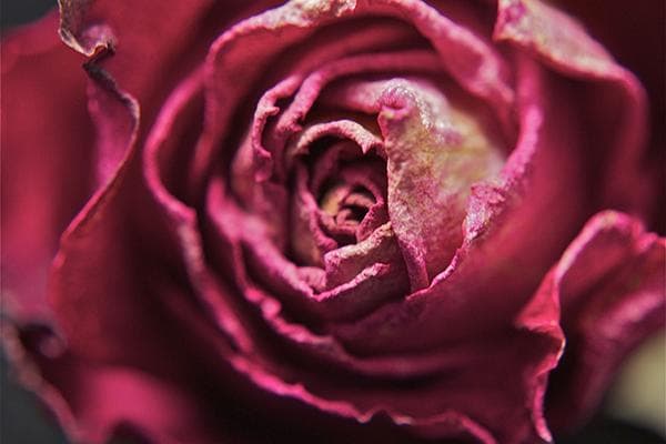 Getrocknete Rose