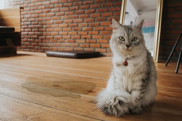 Urinfleck von einer Katze auf einem Holzboden