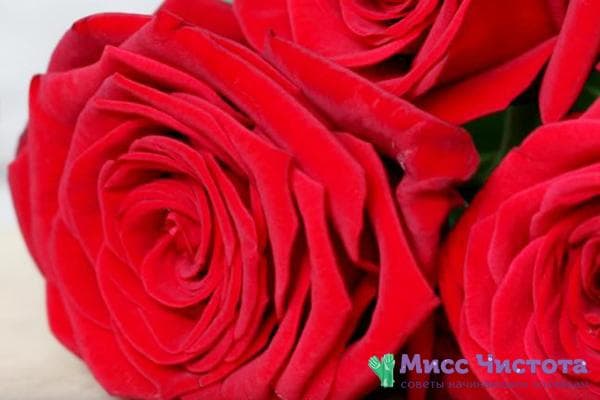 Rote Rosen