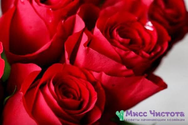 Rote Rosen