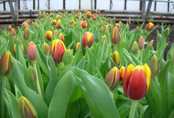 Tulpen