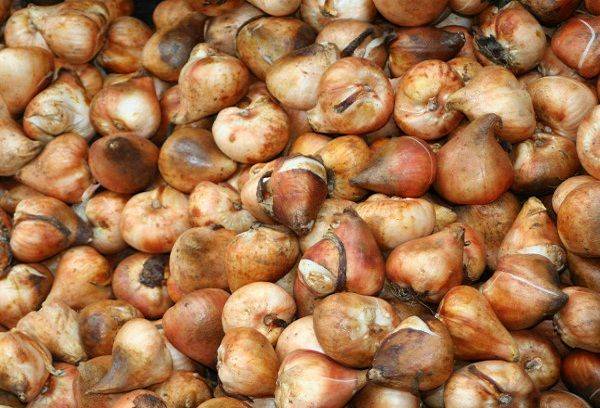 Getrocknete Tulpenzwiebeln