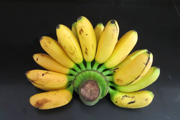Bananen Dwarf Cavendish