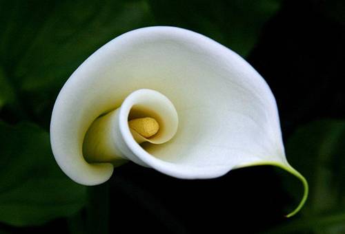 Weiße Calla-Blüte