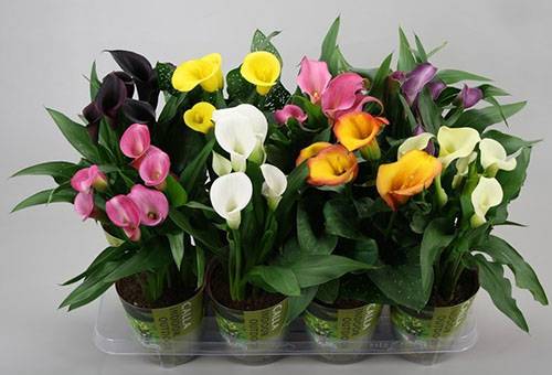 Blühende Calla-Lilien im Topf