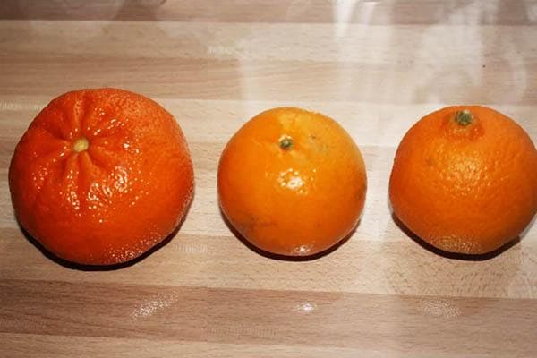 Drei Mandarinen verschiedener Sorten