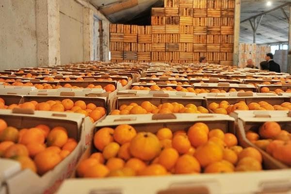 Mandarinen in Kisten im Lager